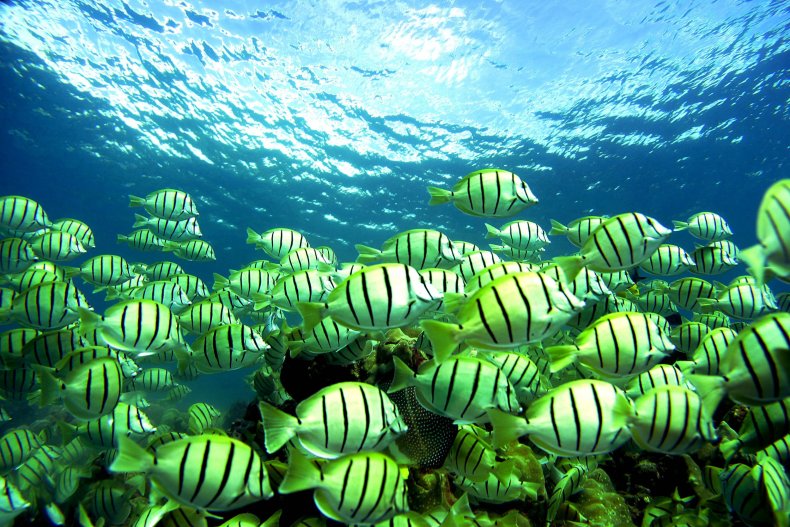 Coral
